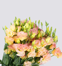 High Quality Colorful Eustoma Fresh Cut Flowers from China