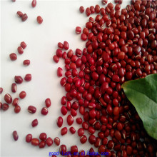 High quality new crop azuki beans