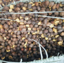 Best quality free sample black coffee bean