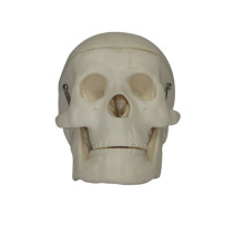 Miniature Plastic Skull Model