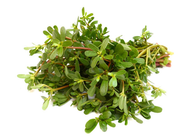 Machixian-Extract-Revitalize-Skin-with-Powerful-Plant-Extract (1) Machixian-Extract-Revitalize-Skin-with-Powerful-Plant-Extract (1)