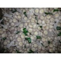 Buy 2020 Fresh Normal White Garlic