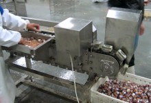 Poultry Gizzard Processing Machine