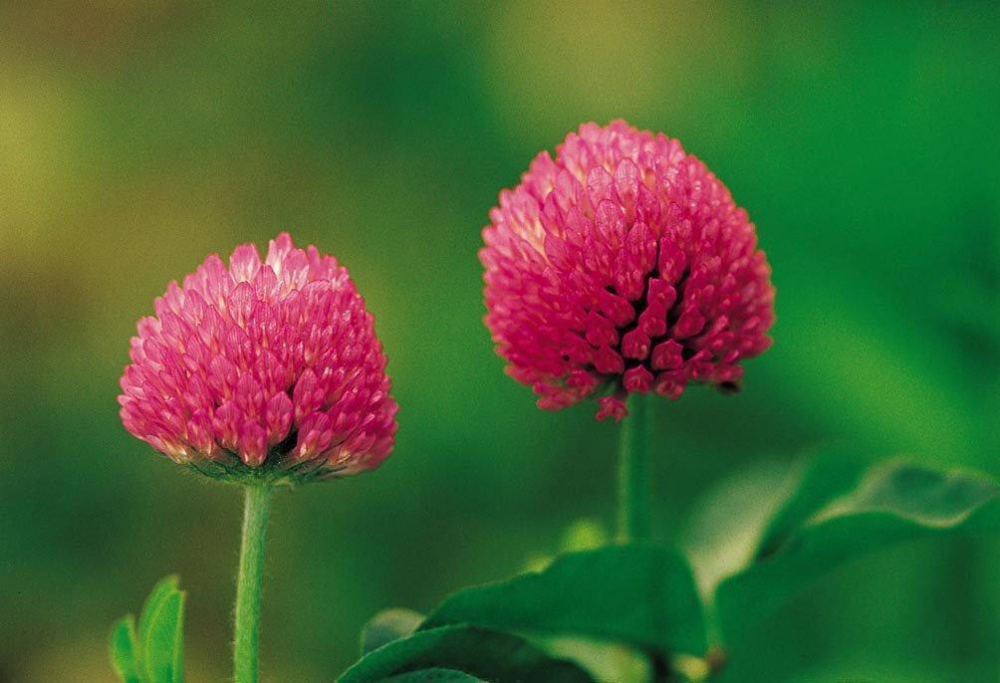 زهرة البرسيم الأحمر PE 8٪ HPLC Trifolium Pratense