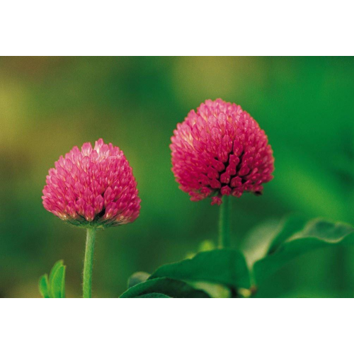 Rotklee PE 8% HPLC Trifolium Pratense Flower