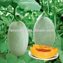 Hybrid F1 Hami melon seeds For Growing-Yu Tian Xiang