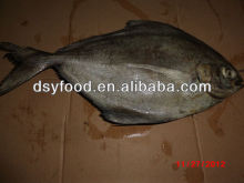 frozen fish black pomfret WR