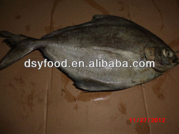 frozen fish black pomfret WR