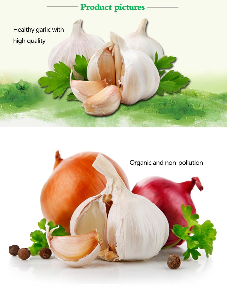 China fresh seeds of garlic