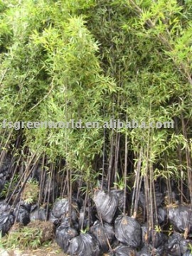 Phyllostachys nigra bamboo trees