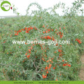 Commerce de gros Nutrition saine à faible teneur en pesticides Goji Berry