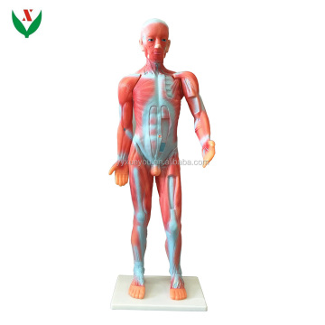 Muscle Model Educational Equipment & Anatomical Biological Instrument