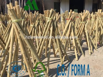 quality tonkin bamboo,white tonkin bamboo,plantation tonkin bamboo