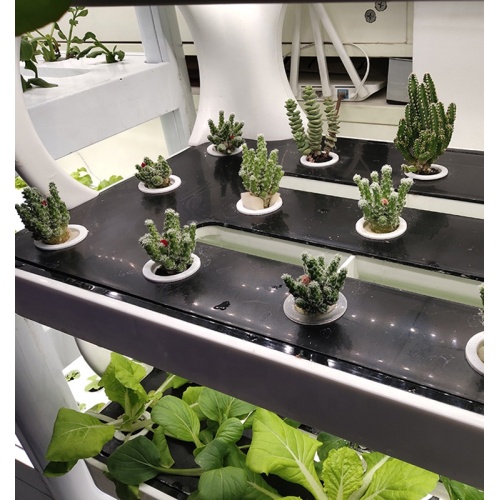 Skyplant Hydroponics System Ev için dikey yetiştirme sistemi