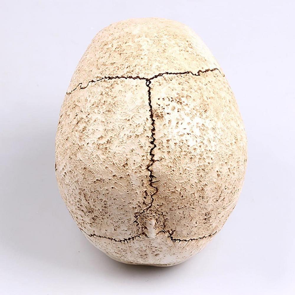1: 1 modello di testa del cranio in resina