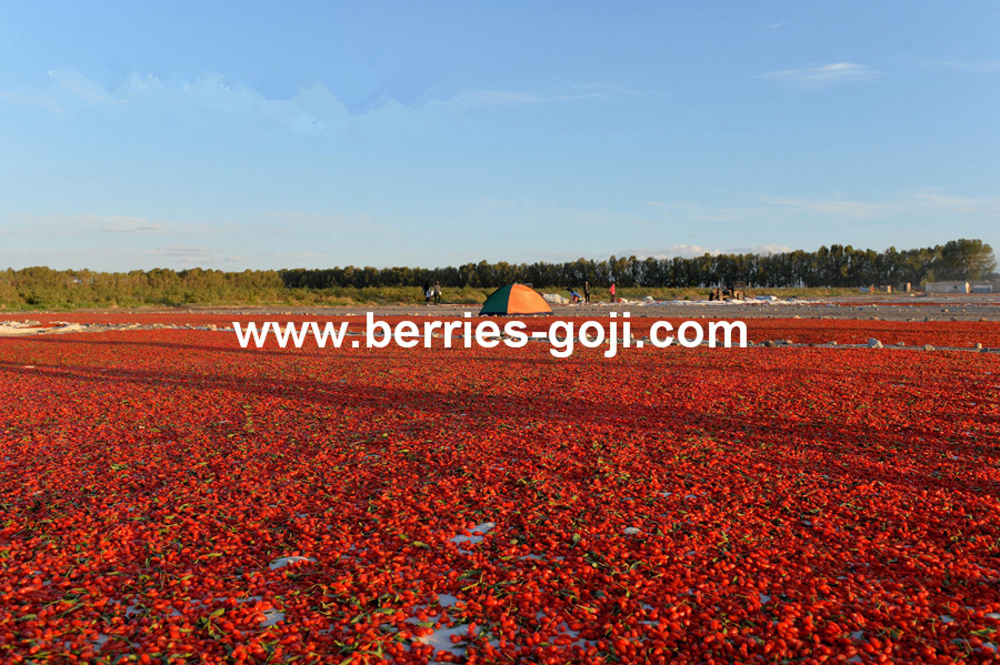 Goji Berry Harvest