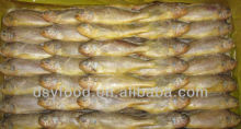 Frozen small yellow croaker(whole round) fish