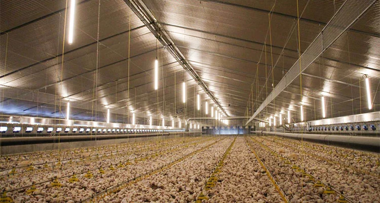 Anti-Ammonia Poultry LED Tube Light for Chicken Farm