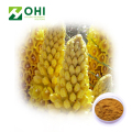 Cistanche Tubulosa Extract Powder