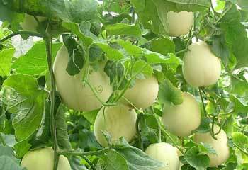 Cuili round white F1 hybrid sweet melon seeds