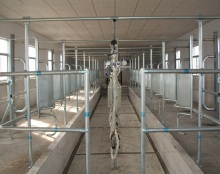 Auto full milking parlor for dairy cows
