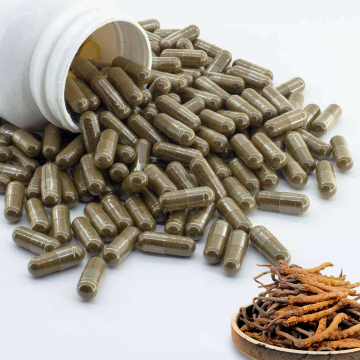 Wholesale Herbal Supplement Cordyceps Sinensis Capsule