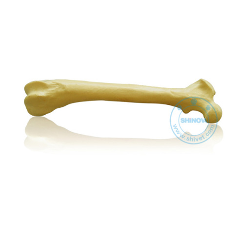 Artifical Animal Bone Models for Orthopaedic Teachings (BM-1)