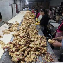 Pakistan Quality Fresh Ginger