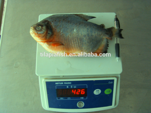 best price high quality good tasty pomfret fish