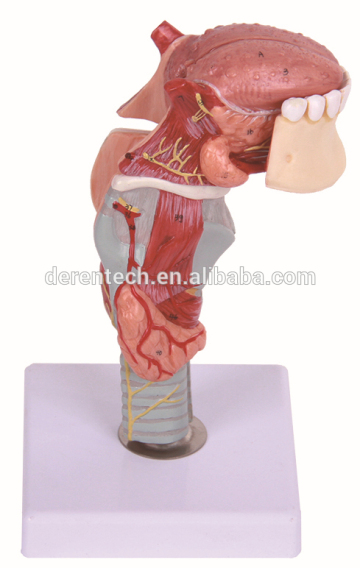 Plastic human laryngeal model with teeth and laryngeal