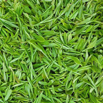 Wholesale Sichuan tea and herb flavoured green tea