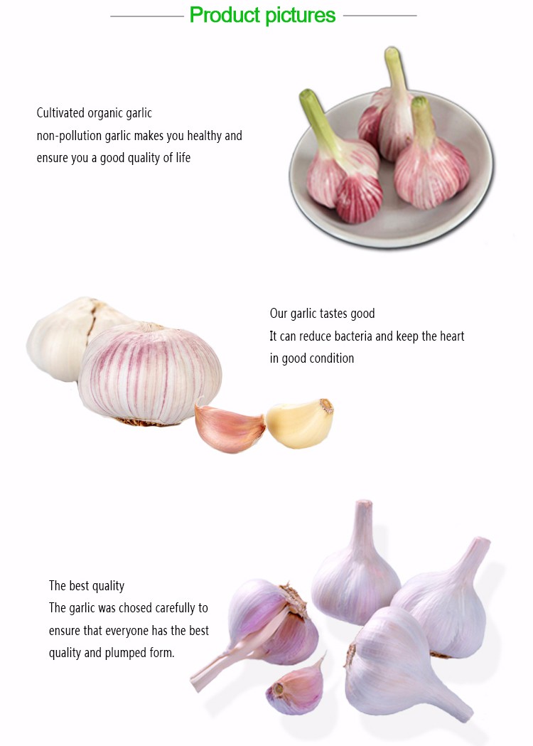 Garlic Best Fresh Natural Garlic Price New crop Hot sales