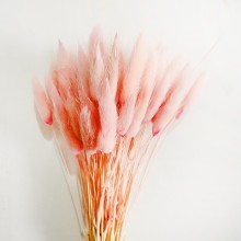 Wholesale 50pcs/bunch Dried Rabbit Tail Grass Dried Flowers and Plants