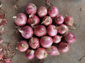 Red Onion Bag Package