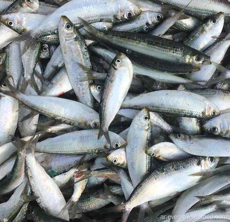سردين المأكولات البحرية الطازجة والمجمدة جميع أنواع أسماك السردين