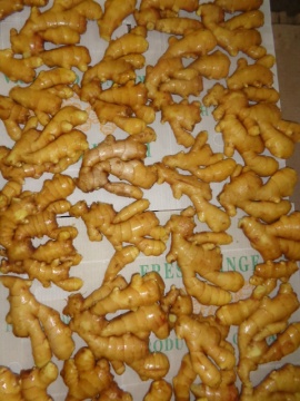 export fat fresh ginger