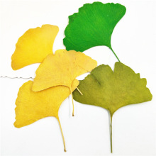 Ginkgo Leaf Bookmark with Real Leaf and Flower Stickers