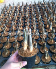 pachira aquatica,money tree