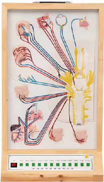 The composition and distribution electric model of cranial nerve and nanshenjing