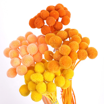 Wholesale Dried Billy Button Flowers for Wedding Decor