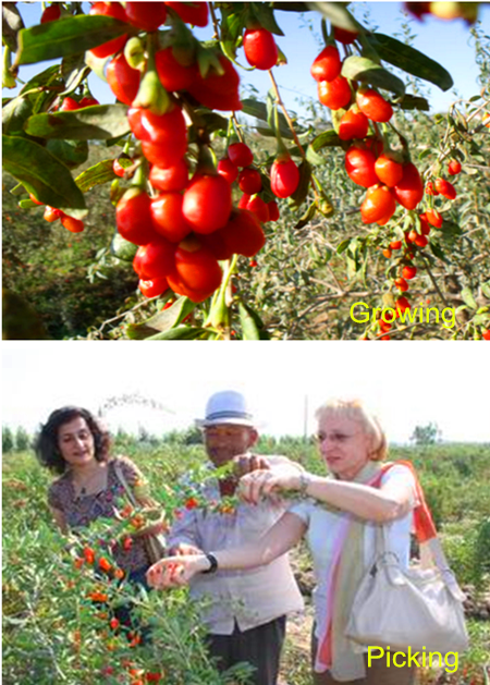 Goji berry picking