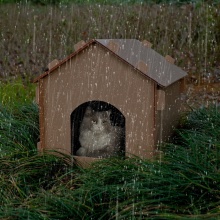 Waterproof Foldable Pet Shelter for Cats and Dogs