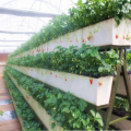 Hydroponic U-type Strawberry Growing Trough System