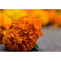 Extracto de flores de caléndula suspensión de aceite de luteína 20%
