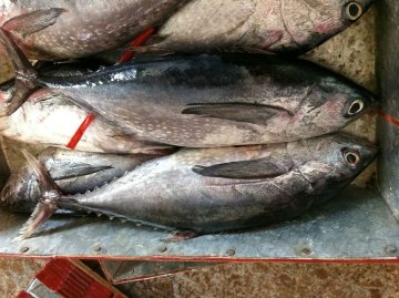 Frozen Skipjack Tuna
