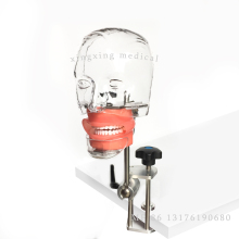 Dental Simulator Phantom Head for Dentist Education and Training