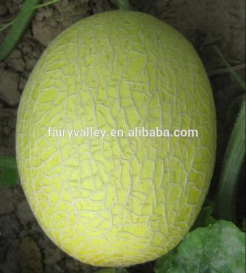 Hybrid F1 Hami melon seeds-HM013