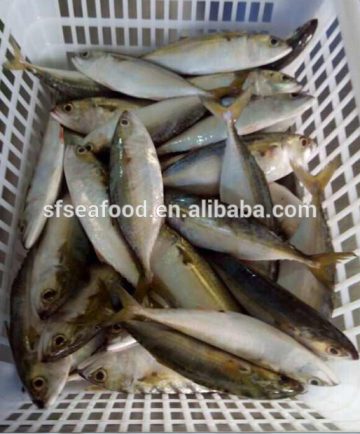 Indian mackerel chilled fish