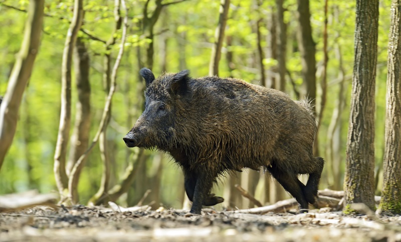 Finland-sets-out-boar-embargo