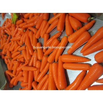 carota fresca dolce 2020